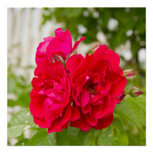Poster Grandes roses rouges dans le jardin