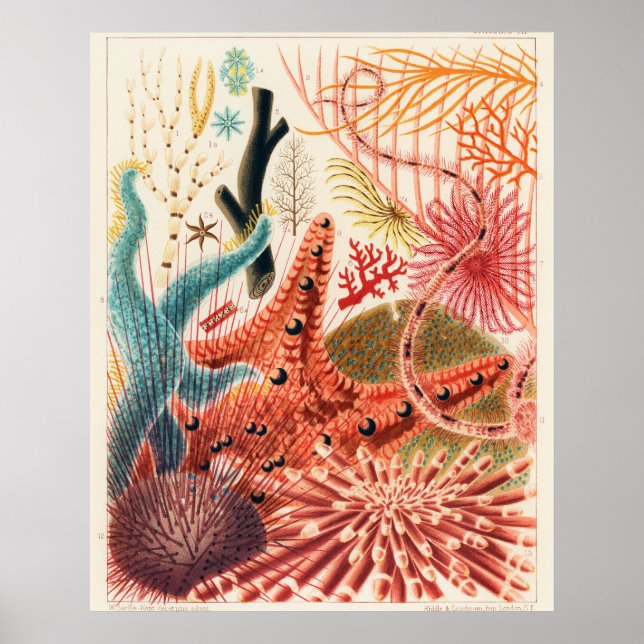 Poster Grands échinodermes de la barrière de corail (Devant)