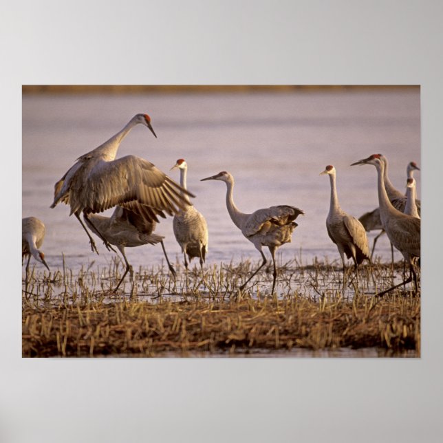 Poster Granes de Sandhill Grus canadensis) Platte (Devant)