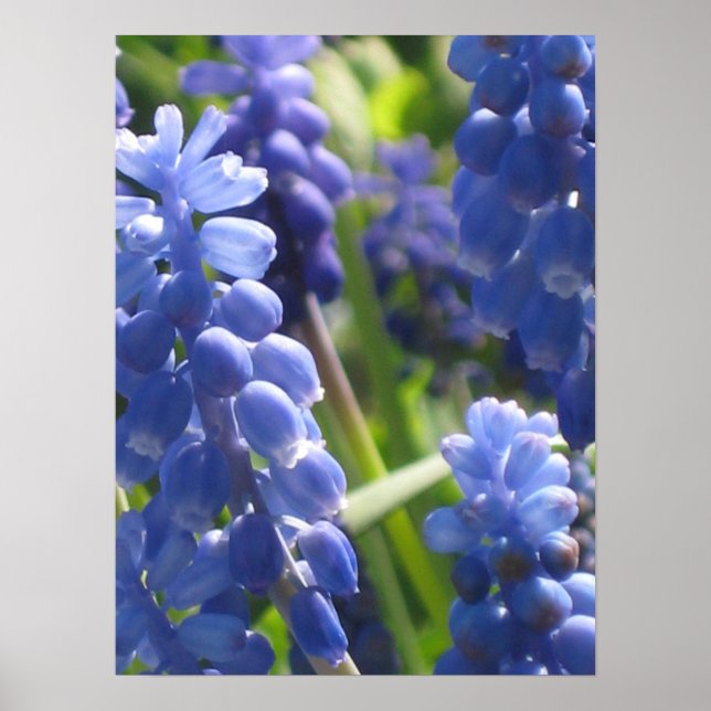 Poster - Grape Hyacinth (Front)