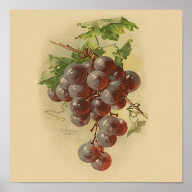 Poster Grapes de vintage (Devant)