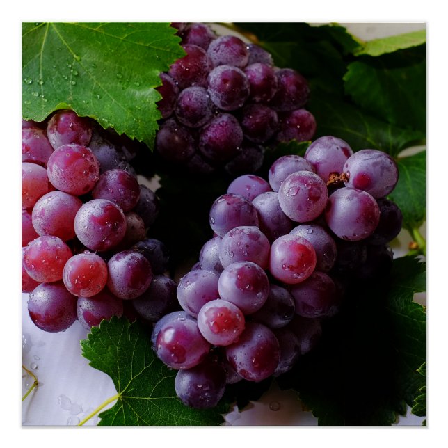 Poster Grapevine Fruit Photographie (Devant)