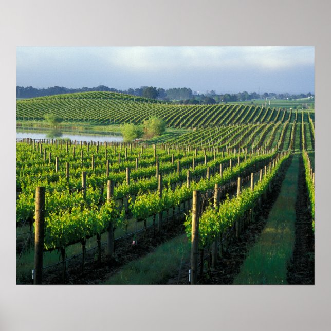 Poster Grapevines en rangées soignées à Napa en Californi (Devant)