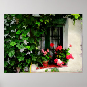 Poster Grapevines et géraniums autour d'une fenêtre