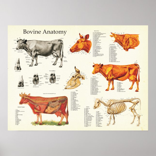Poster Graphique anatomique de bovins - 18" X 24" (Devant)