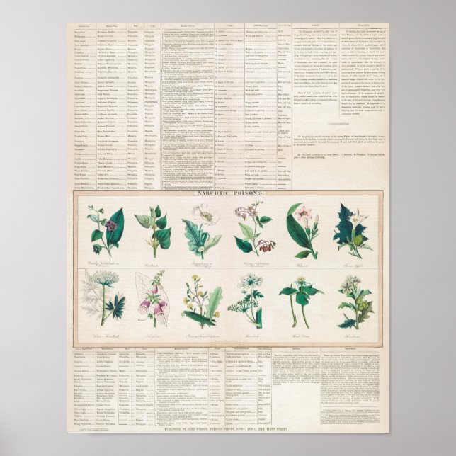 Poster Graphique botanique vintage (Devant)