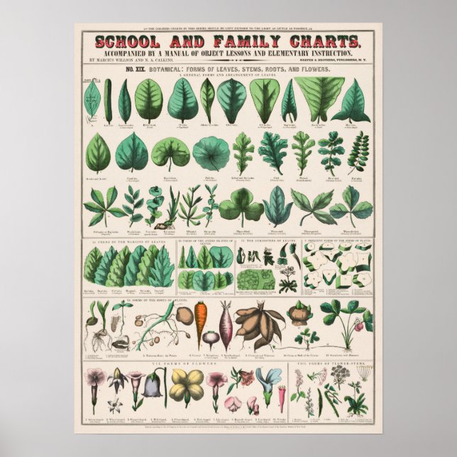 Poster Graphique botanique vintage (Devant)