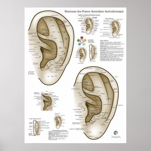 Poster Graphique d'Acupuncture de l'Oreille Espagnol (Devant)