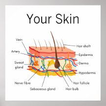 Graphique d'anatomie des cheveux de peau