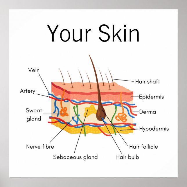 Poster Graphique d'anatomie des cheveux de peau (Devant)