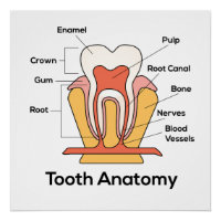 Graphique d'anatomie des dents