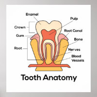 Graphique d'anatomie des dents