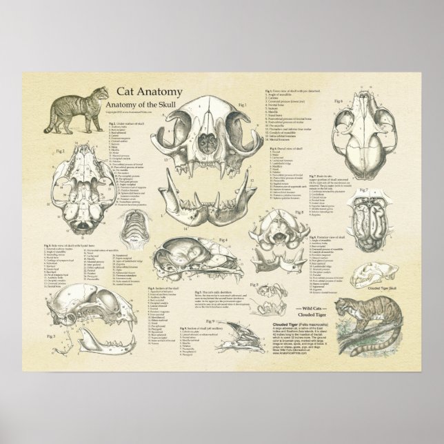 Poster Graphique d'anatomie des os crâniens du cat (Devant)