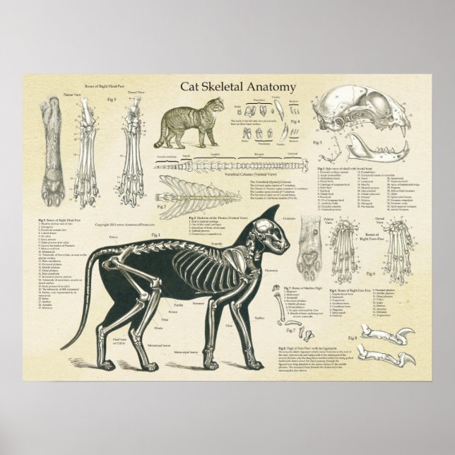 Poster Graphique d'anatomie des os du système squelettiqu (Devant)