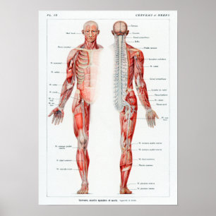 Poster Graphique d'anatomie humaine en français vintage