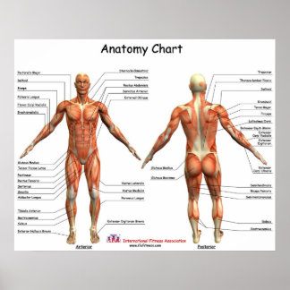 Poster Graphique d'anatomie IFA
