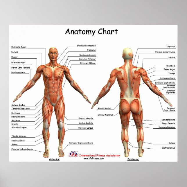 Poster Graphique d'anatomie IFA (Devant)