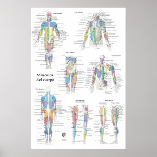 Poster Graphique d'anatomie musculaire espagnole