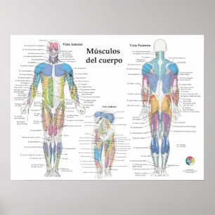 Poster Graphique d'anatomie musculaire espagnole