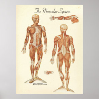 Poster Graphique d'anatomie musculaire humaine