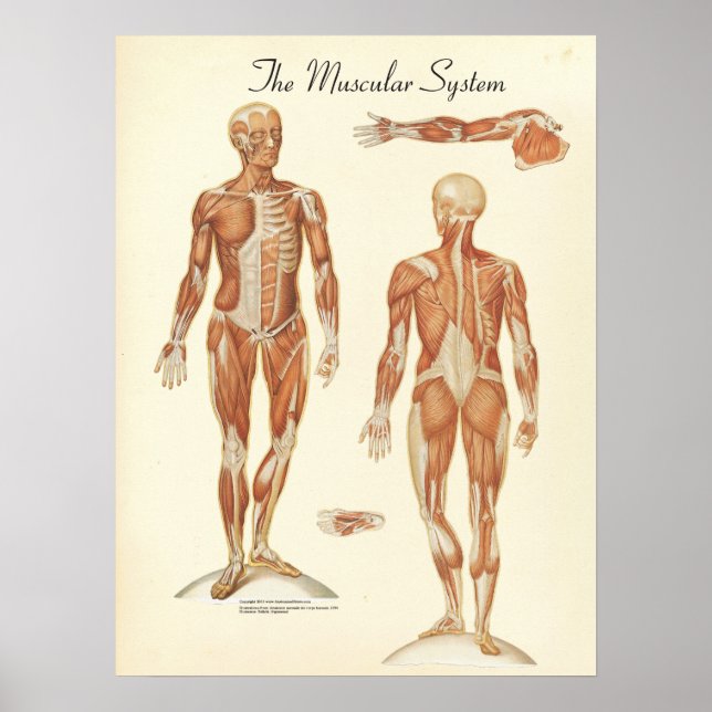 Poster Graphique d'anatomie musculaire humaine (Devant)