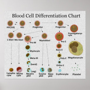 Poster Graphique de différenciation des cellules sanguine