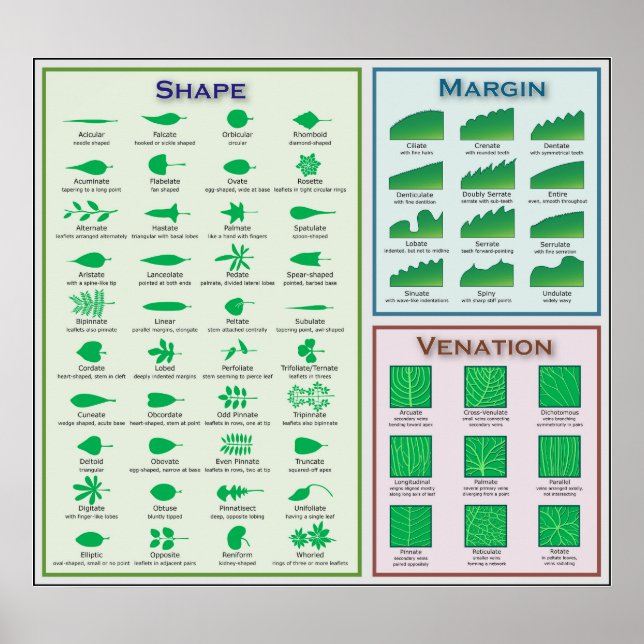 Poster Graphique de morphologie de la feuille Forme Marge (Devant)