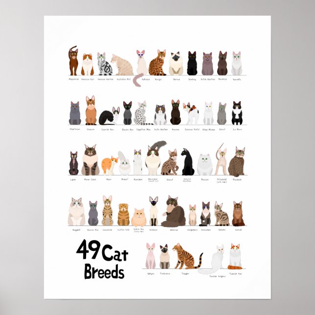Poster graphique de race de chat (Devant)