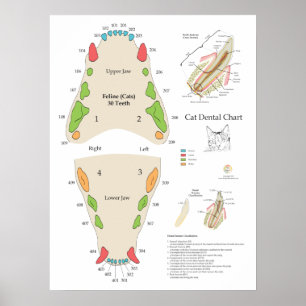 Poster Graphique dentaire vétérinaire pour chat
