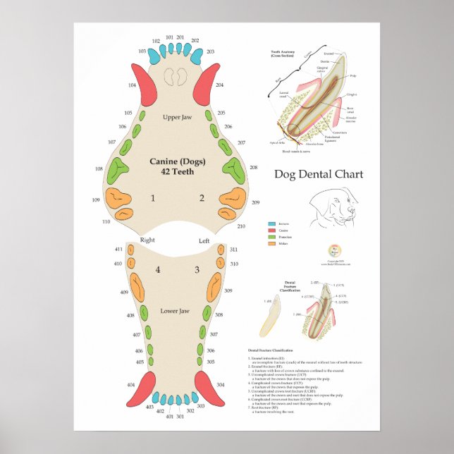 Poster Graphique dentaire vétérinaire pour chiens (Devant)