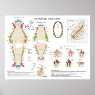Poster Graphique dentaire vétérinaire pour chiens et chat