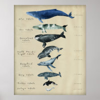 Graphique des baleines