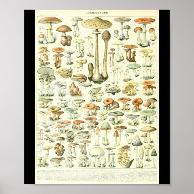Poster Graphique des champignons Champignon B de l'Adolph (Devant)