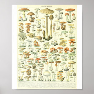 Poster Graphique des champignons Champignon B de l'Adolph