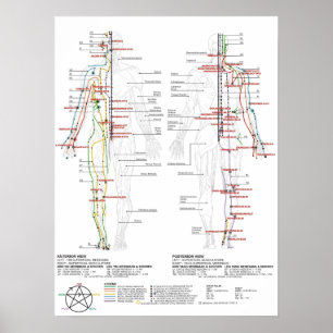 Poster Graphique des méridiens humains