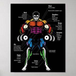 Poster Graphique des muscles de l'anatomie d'anime