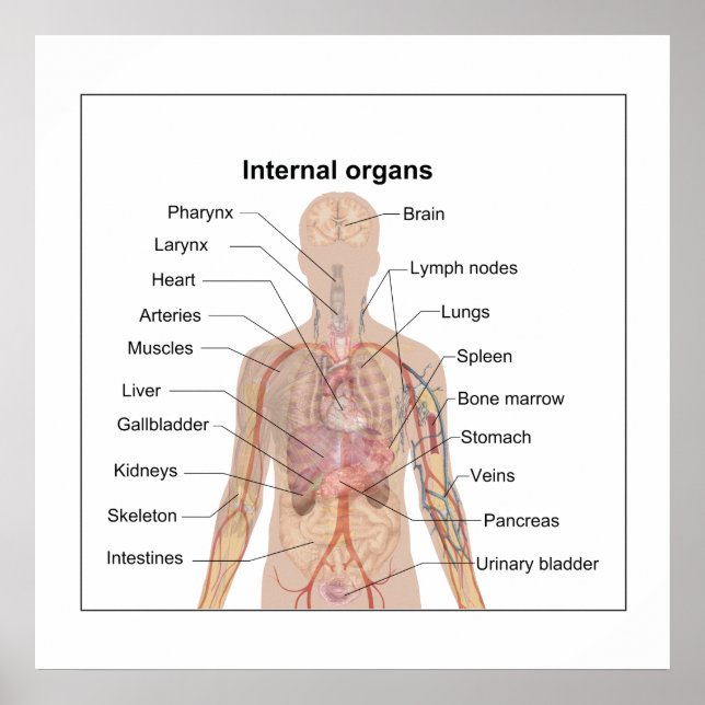 Poster Graphique des organes internes humains (Devant)
