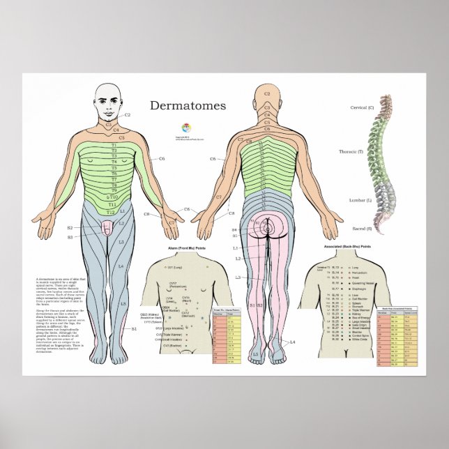 Poster Graphique des points d'acupuncture de l'alarme der (Devant)