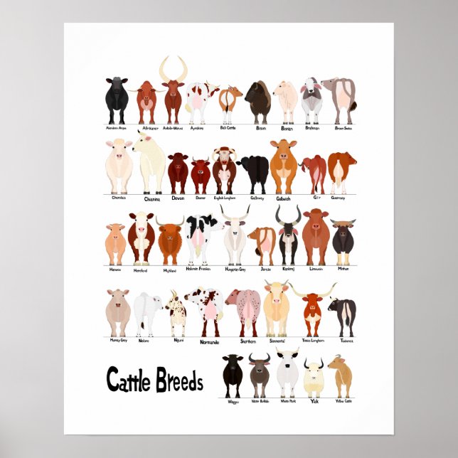 Poster graphique des races de vache (Devant)