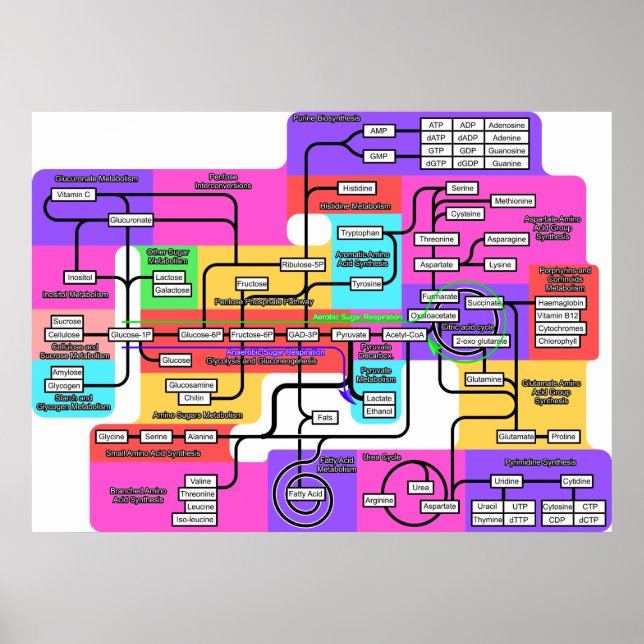 Poster Graphique du métabolisme de base dans les organism (Devant)