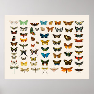 POSTER : GRAPHIQUE vintage DE BOUTEILLE