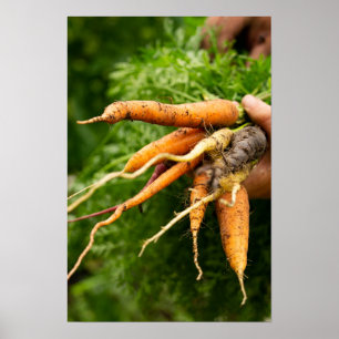 Poster Grappe de carottes