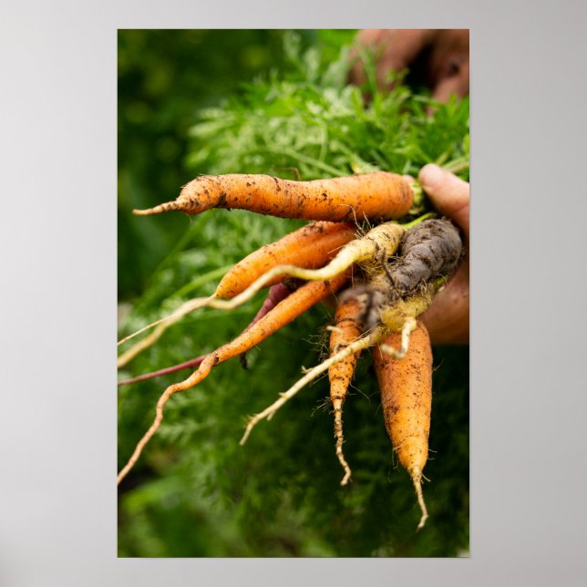 Poster Grappe de carottes (Devant)