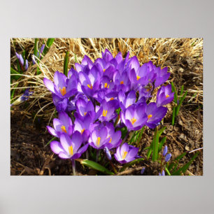 Poster Grappe de Crocus pourpres Floral de printemps