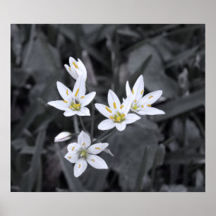 Poster Grappe de mini-fleurs Macro photo BW/Color