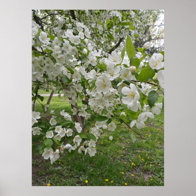 Poster Grappes de Fleurs (Devant)