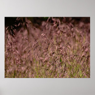 Poster Grass violet