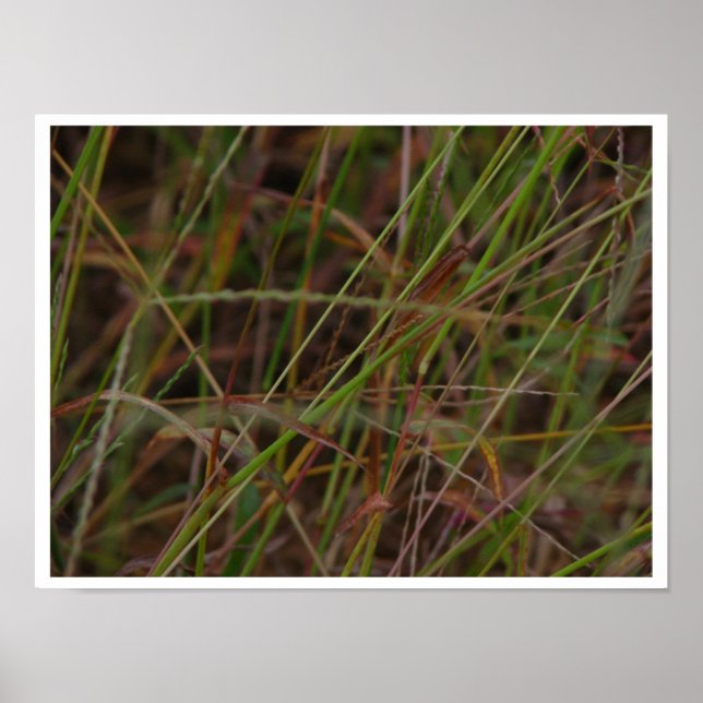 Poster Grasses (Devant)