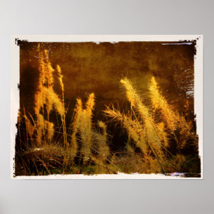 Poster Grasses d'automne