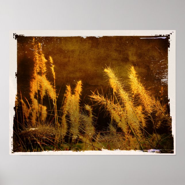 Poster Grasses d'automne (Devant)